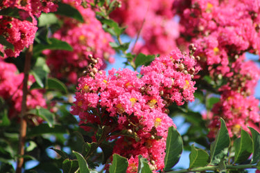35 Dark PINK CREPE MYRTLE Lagerstroemia Indica Flowering Shrub Bush Small Tree Seeds